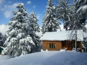 Arcadian Spruce woods Shogran 4 Winters Tours By Pakistan Tour and Travel