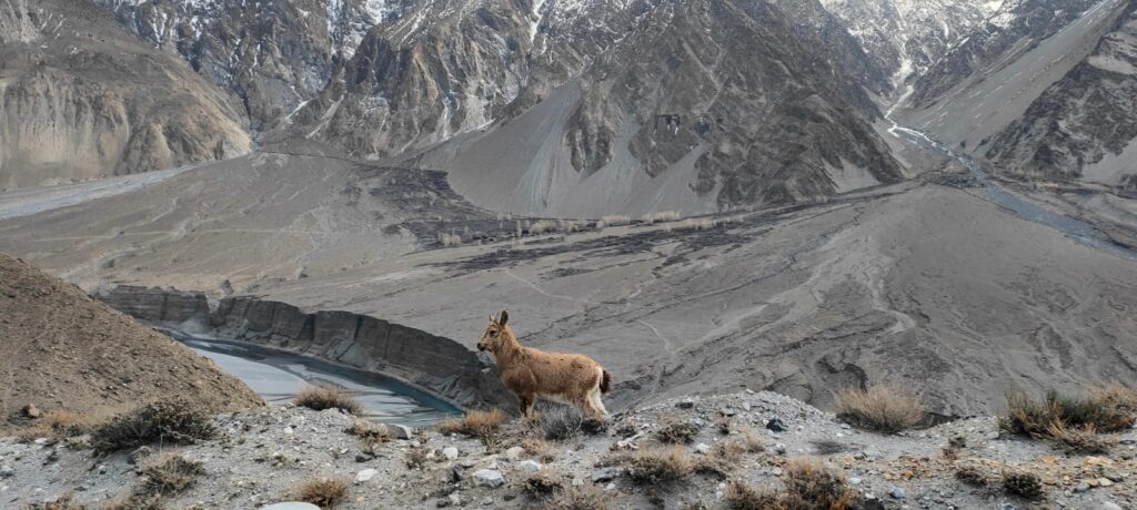 Tale About Ibex Trophy Hunting in Hunza Pakistan 11 Population of ibex are growing in Hunza