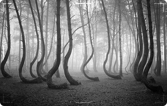 15 Most Mysterious Places In The World 5 Crooked Forest, Poland