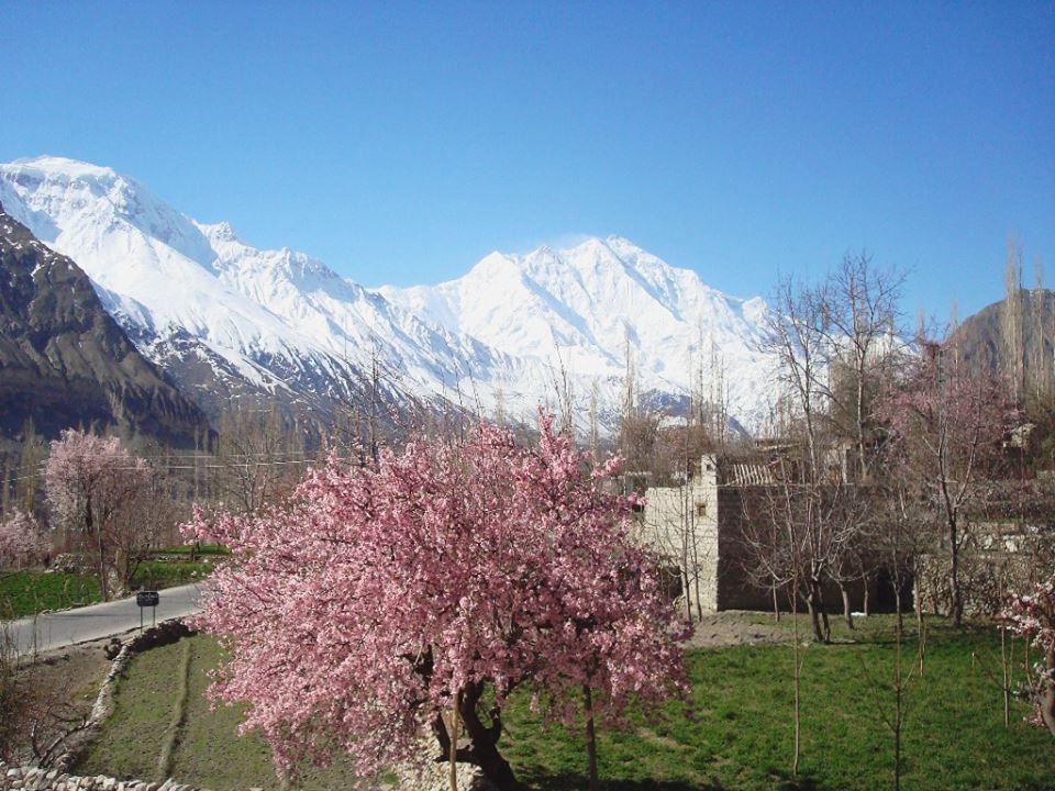 Ramazan Neelum Kashmir Tour 8 hunza-rakaposhi-nagar-cherry-blossom