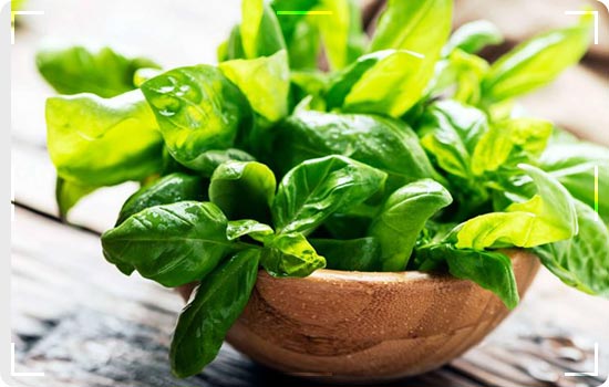 Totkas of Pakistanis Mother That Actually Works 3 Neem : an insect repellent