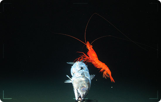 Most Interesting Unexplored Places In The World. 5 Most Interesting Unexplored Places In The World