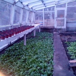 Hunza Embassy Hotel 10 Skardu Tour Packages for families, couples and groups Organic Farming in Hunza Embassy Hotel in karimabad