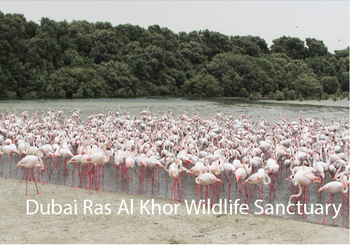 Best 10 Tourist Places To Visit In UAE 5 Places In The United Arab Emirates (UAE)When You Are On Budget