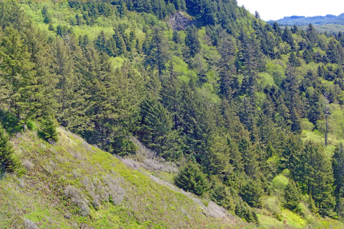 Top 10 Forests In Pakistan – Location, Area Covered, Types 2 Top 10 Forests In Pakistan - Location, Area Covered, Types - Pakistan Tour n Travel