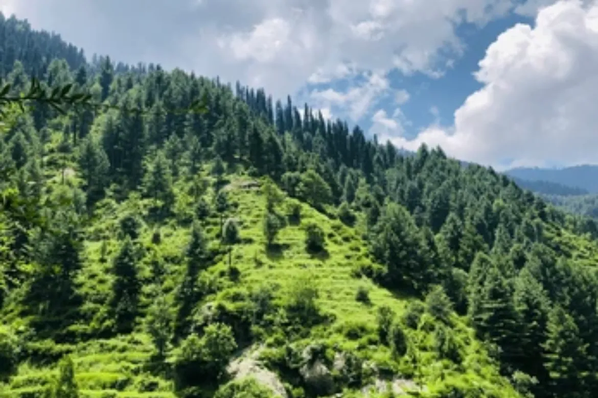 Top 10 Forests In Pakistan – Location, Area Covered, Types 10 Top 10 forest in Pakistan - Dir Forest