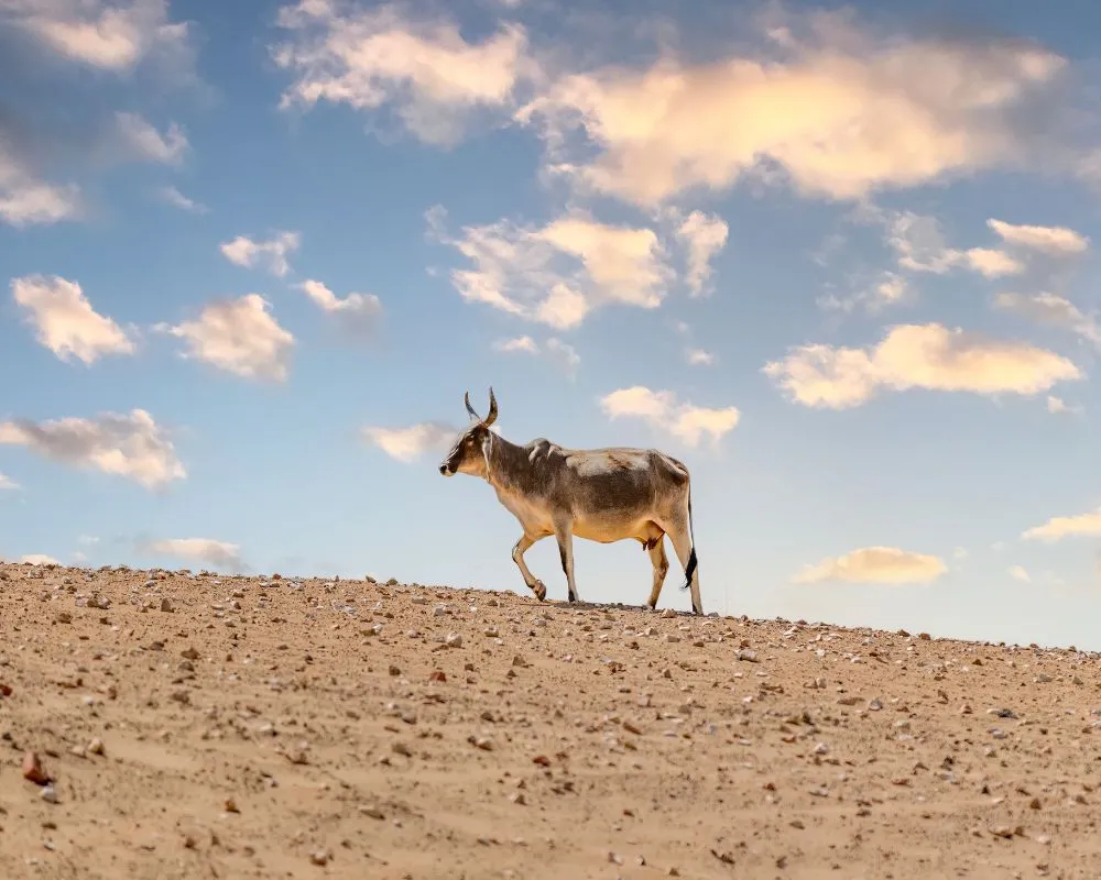 Tharparkar Pakistan: World’s Only Fertile Desert 7 Tharparkar Pakistan: World's Only Fertile Desert - Pakistan Tour n Travel