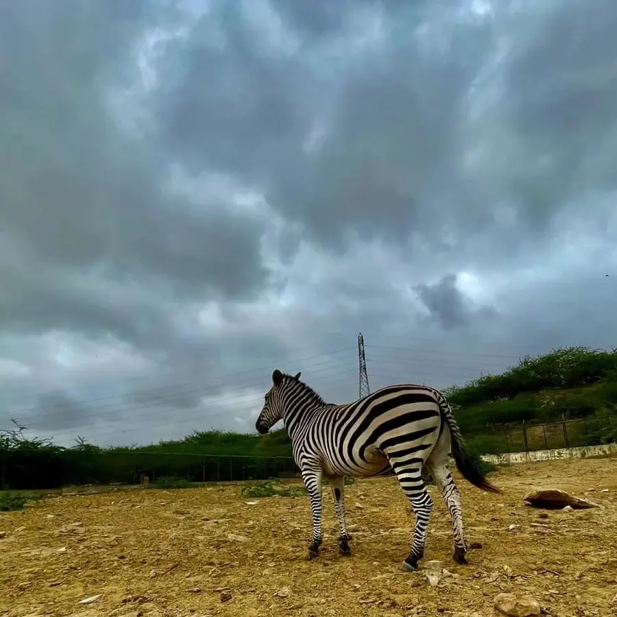 Top Places In Karachi To Visit With Family 5 Most Visit Places In Karachi-Tourist places in Karachi: Safari Park Karachi